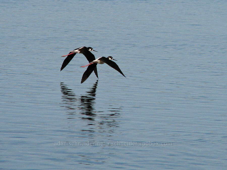 black-necked stilts (Himantopus mexicanus) [Estero San Jose, San Jose del Cabo, Los Cabos, Baja California Sur, Mexico]