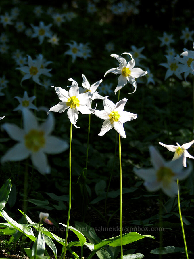 avalanche lilies (Erythronium montanum) [Eden Park Loop Trail, Mt. Hood Wilderness, Hood River County, Oregon]