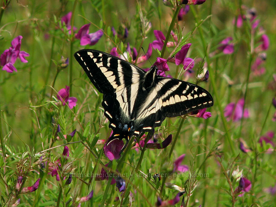 pale swallowtail butterfly (Papilio eurymedon) [Catherine Creek, Klickitat County, Washington]
