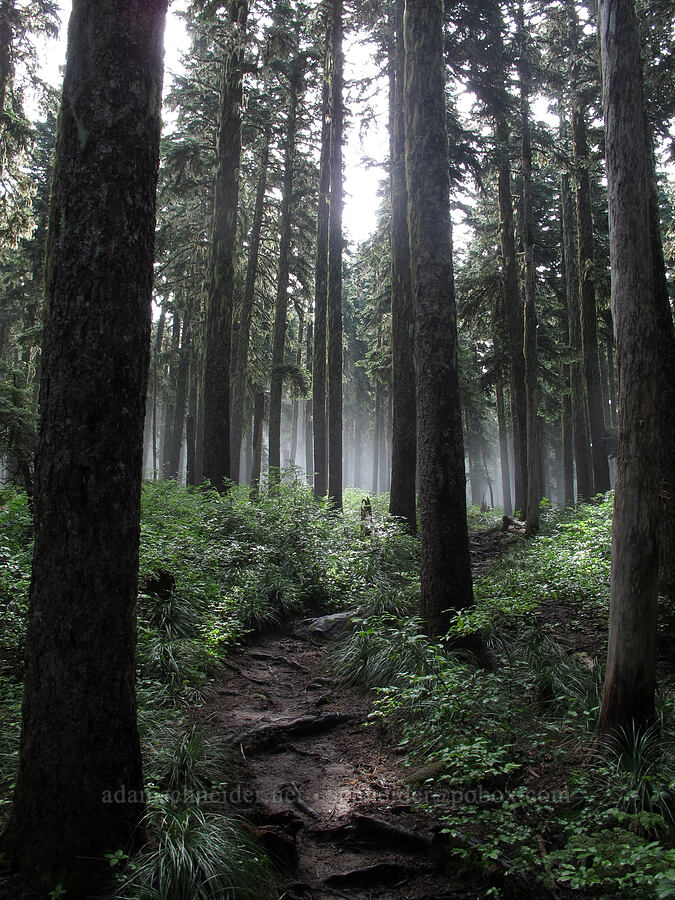 misty forest [Bald Mountain Ridge, Mt. Hood Wilderness, Hood River County, Oregon]