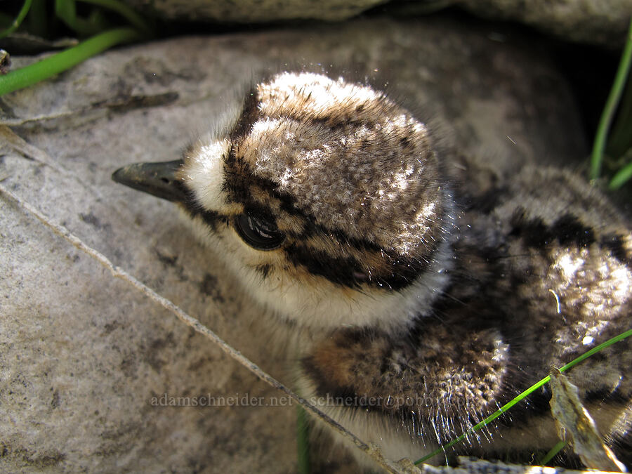 baby killdeer (Charadrius vociferus) [Klickitat Trail, Klickitat County, Washington]