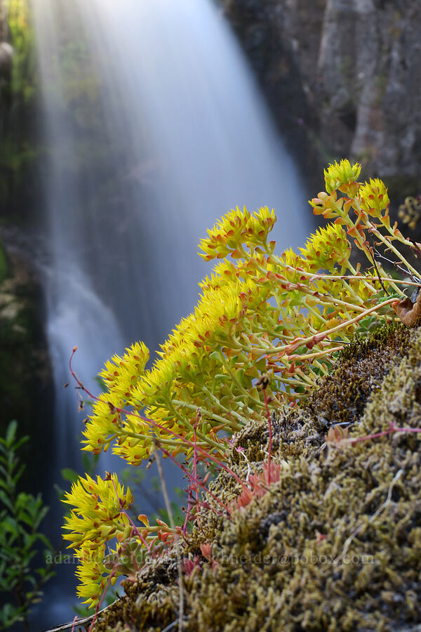 Oregon stonecrop & a waterfall (Sedum oreganum) [Lava Canyon Trail, Mt. St. Helens National Volcanic Monument, Skamania County, Washington]