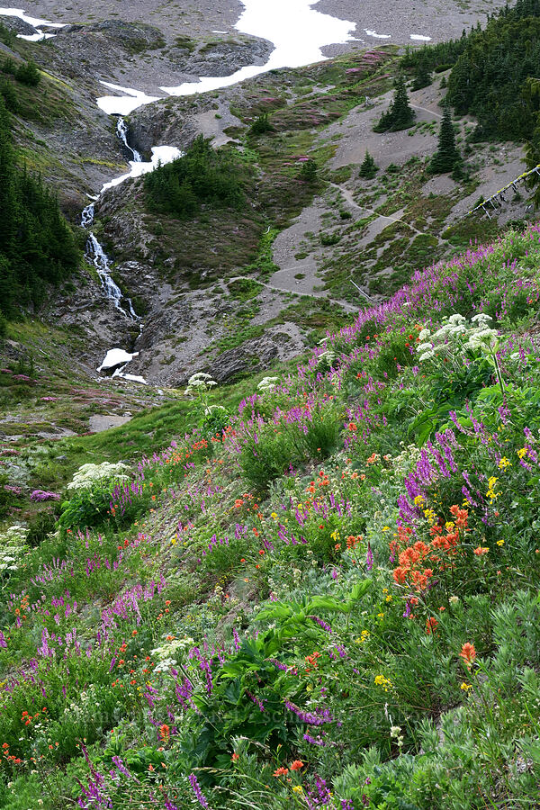 wildflowers (Hedysarum occidentale, Castilleja miniata, Heracleum maximum, Erysimum sp.) [Badger Valley Trail, Olympic National Park, Clallam County, Washington]