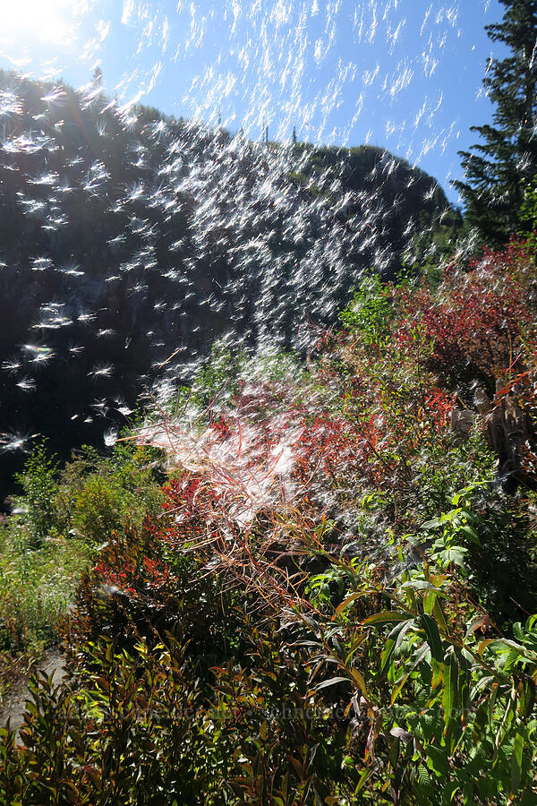 airborne fireweed seeds (Chamerion angustifolium (Epilobium angustifolium)) [Lakes Trail, Mt. St. Helens National Volcanic Monument, Skamania County, Washington]