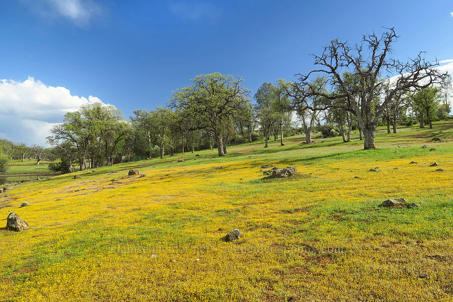 California goldfields & oak trees (Lasthenia californica, Quercus sp.) [Hogsback Road, Lassen National Forest, Tehama County, California]