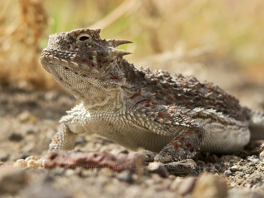 desert horned lizard (Phrynosoma platyrhinos) [Mickey Hot Springs, Harney County, Oregon]