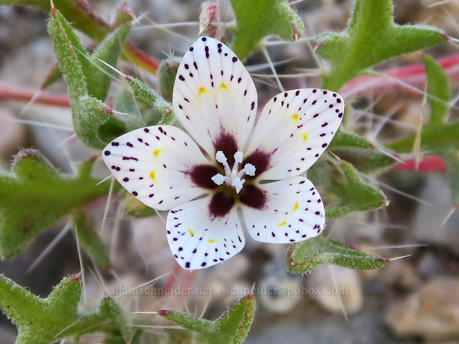 spotted langloisia (Langloisia setosissima ssp. punctata (Langloisia punctata)) [Darwin Wash, Death Valley National Park, Inyo County, California]