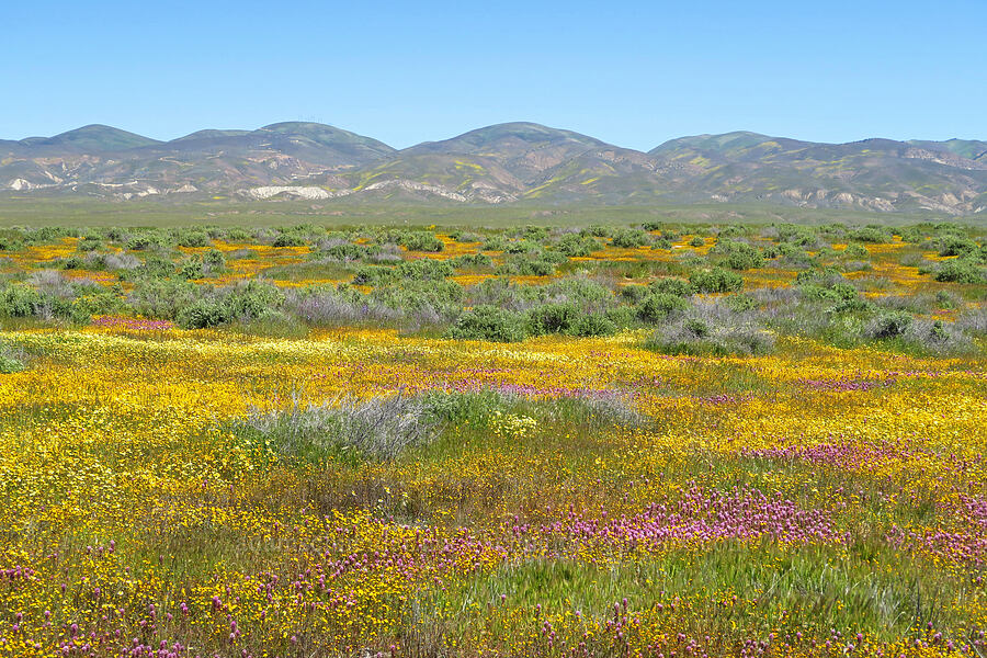 wildflowers [Simmler Road, Carrizo Plain National Monument, San Luis Obispo County, California]