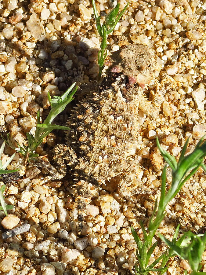 coast horned lizard (Phrynosoma blainvillii (Phrynosoma coronatum blainvillii)) [Pozo Road, Los Padres National Forest, San Luis Obispo County, California]