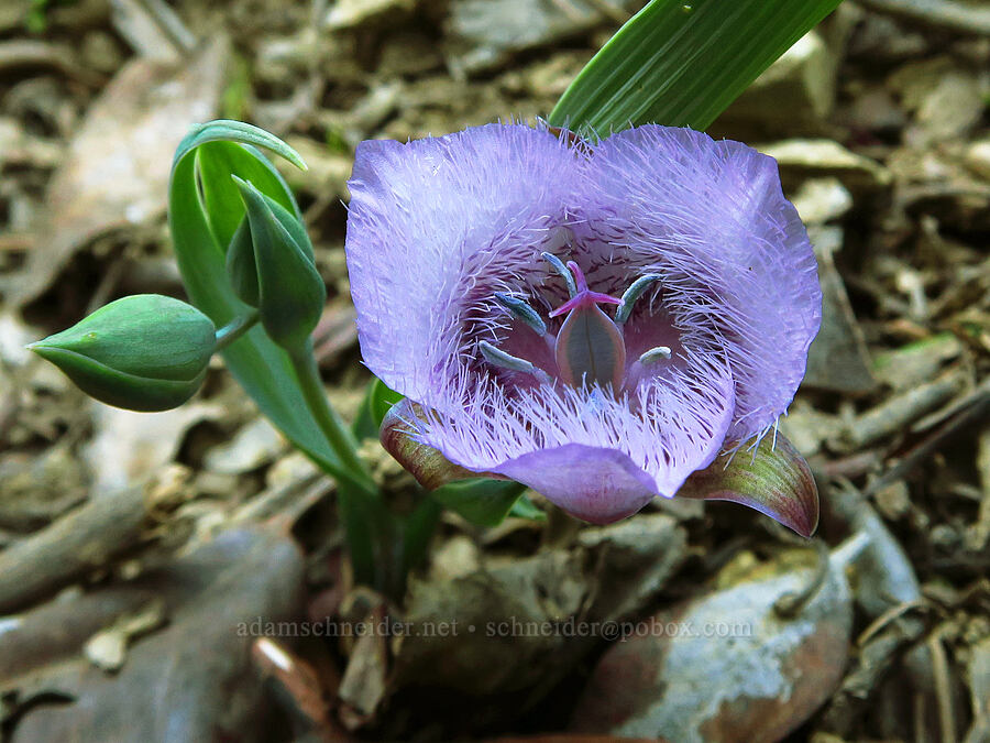 purple mariposa lily (Calochortus tolmiei) [Anderson Creek Road, Jackson County, Oregon]