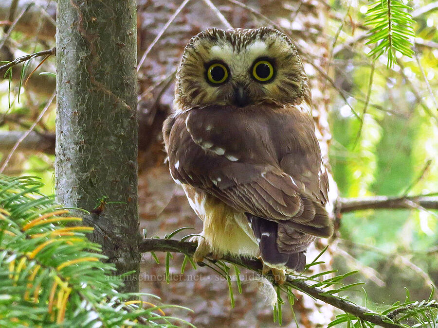 northern saw-whet owl (Aegolius acadicus) [Tygh Creek Trail, Mt. Hood National Forest, Wasco County, Oregon]