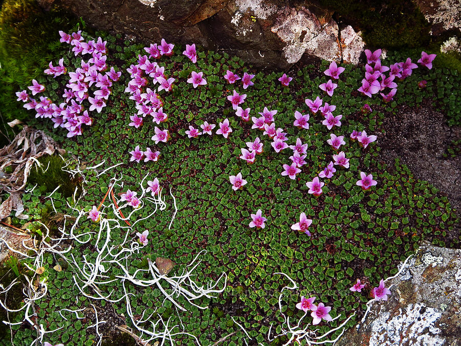 purple saxifrage (Saxifraga oppositifolia) [Welch Peaks, Buckhorn Wilderness, Jefferson County, Washington]