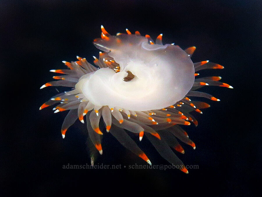 white-and-orange-tipped nudibranch (Antiopella fusca) [Road's End Point, Lincoln County, Oregon]