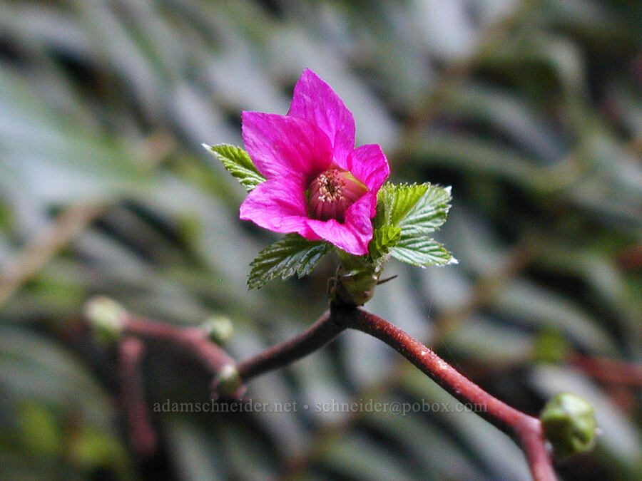 salmonberry flower (Rubus spectabilis) [Clatsop Loop Trail, Ecola State Park, Clatsop County, Oregon]
