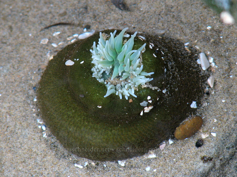 giant green anemone (Anthopleura xanthogrammica) [Nye Beach, Newport, Lincoln County, Oregon]