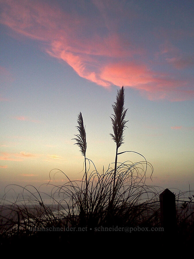 pampas grass at sunset (Cortaderia selloana) [Tolovana Park, Cannon Beach, Clatsop County, Oregon]
