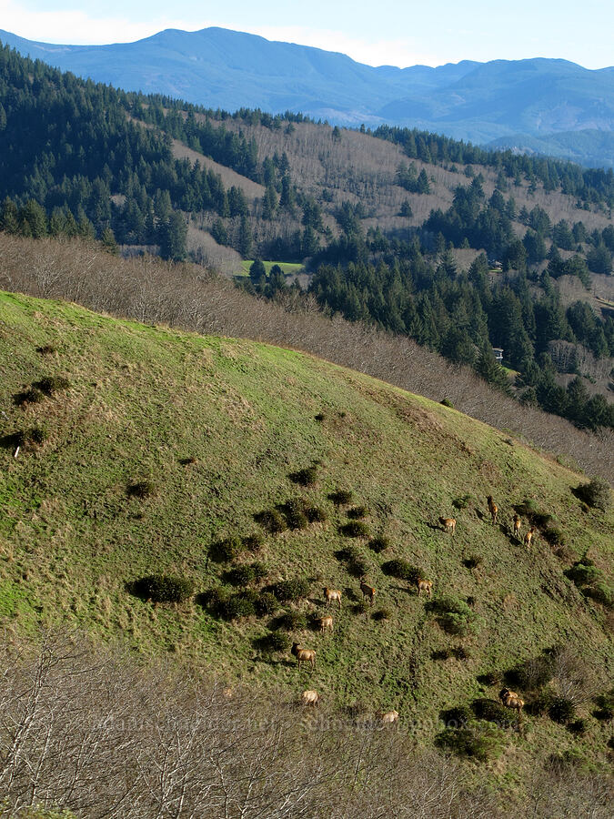 Roosevelt elk (Cervus canadensis roosevelti) [Cascade Head, Tillamook County, Oregon]