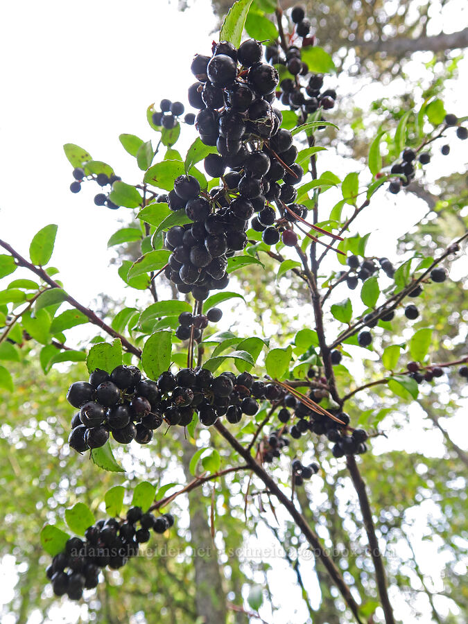 evergreen huckleberries (Vaccinium ovatum) [South Beach State Park, Newport, Lincoln County, Oregon]