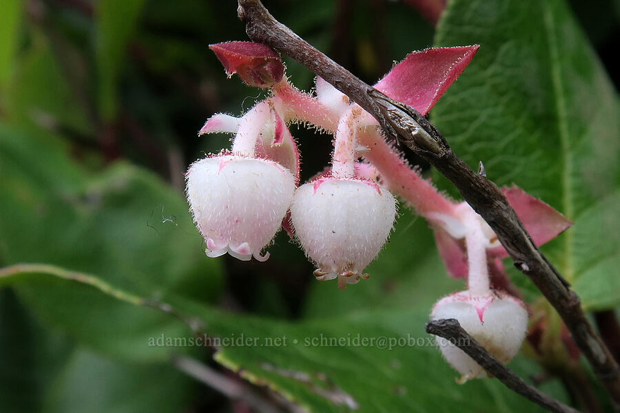 salal flowers (Gaultheria shallon) [Cape Trail, Cape Lookout State Park, Tillamook County, Oregon]