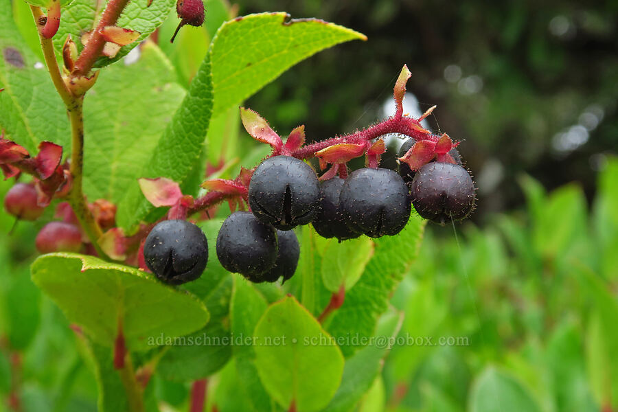 ripe salal berries (Gaultheria shallon) [Cape Trail, Cape Lookout State Park, Tillamook County, Oregon]