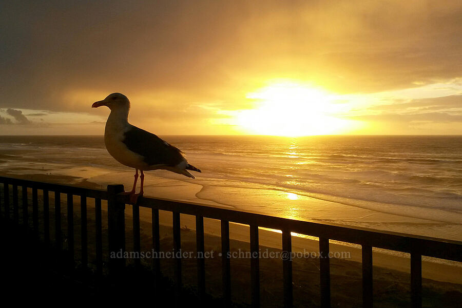 seagull & sunset [Ocean Terrace Condominiums, Lincoln City, Lincoln County, Oregon]