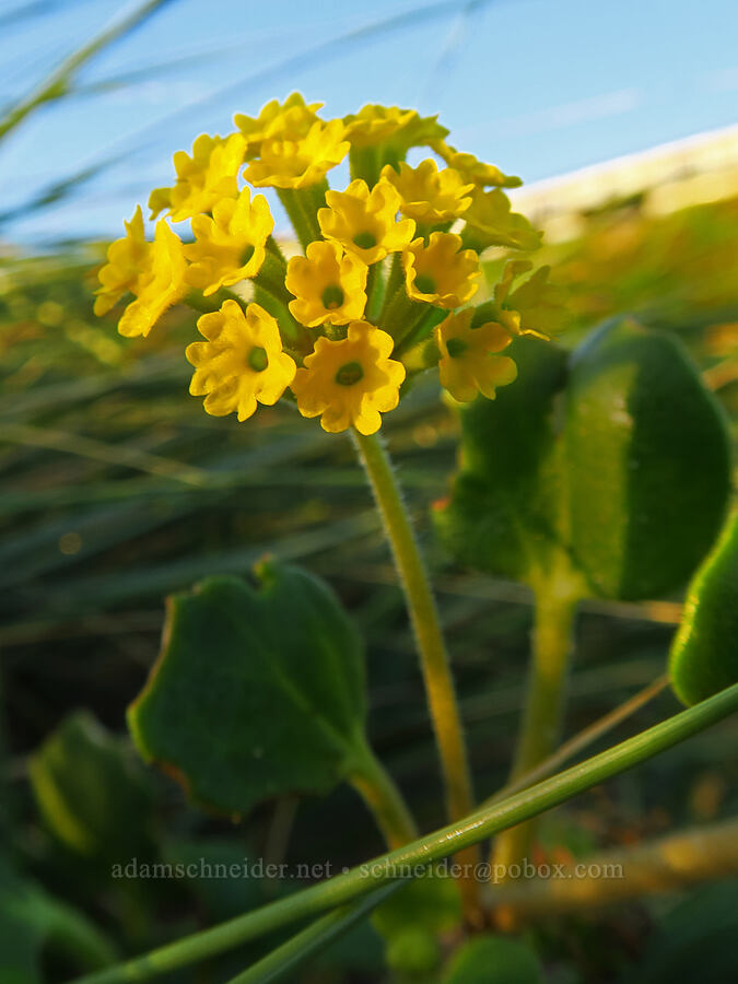 yellow sand-verbena (Abronia latifolia) [Ocean Terrace Condominiums, Lincoln City, Lincoln County, Oregon]