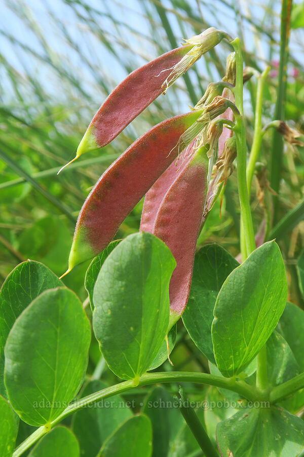 young beach pea seed pods (Lathyrus japonicus) [Ocean Terrace Condominiums, Lincoln City, Lincoln County, Oregon]