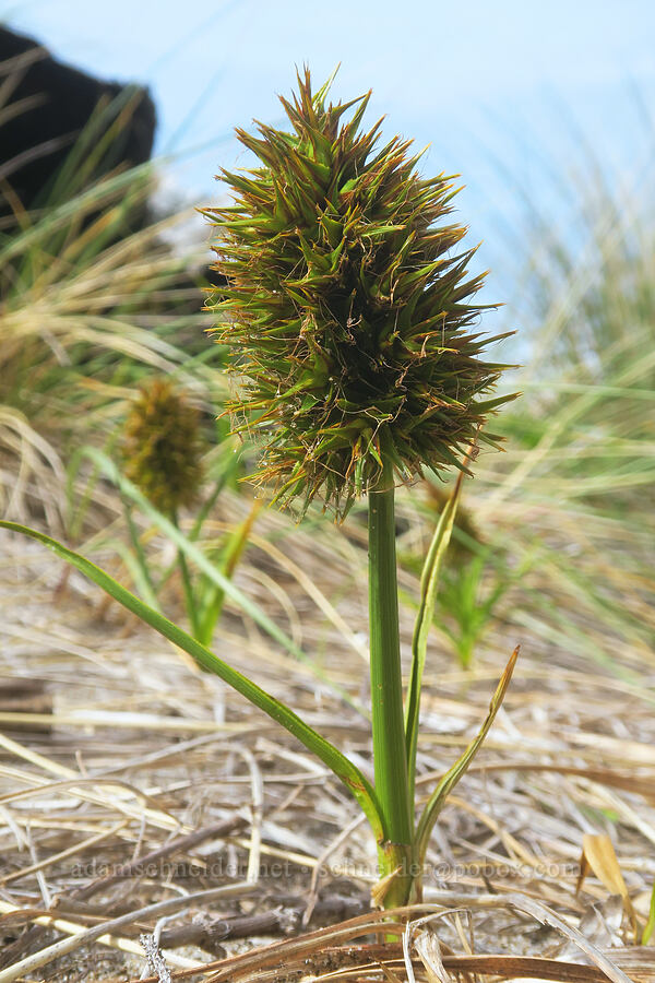 big-head sedge (Carex macrocephala) [Ocean Terrace Condominiums, Lincoln City, Lincoln County, Oregon]