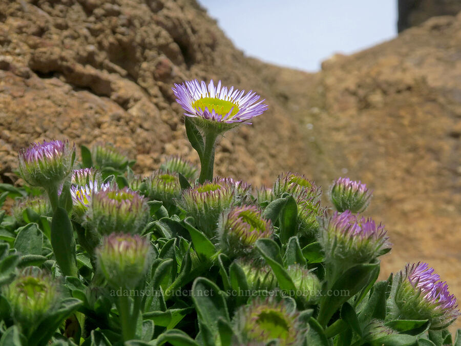 seaside daisy (Erigeron glaucus) [Rabbit Rock (Fogarty Creek Beach), Lincoln County, Oregon]