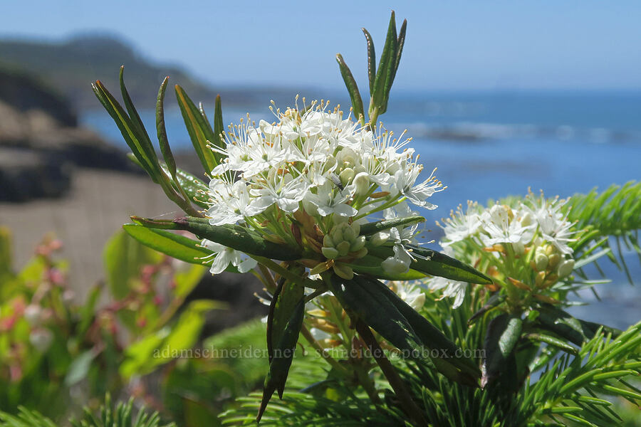 coastal trapper's tea (Rhododendron columbianum (Ledum glandulosum)) [Fishing Rock, Lincoln County, Oregon]