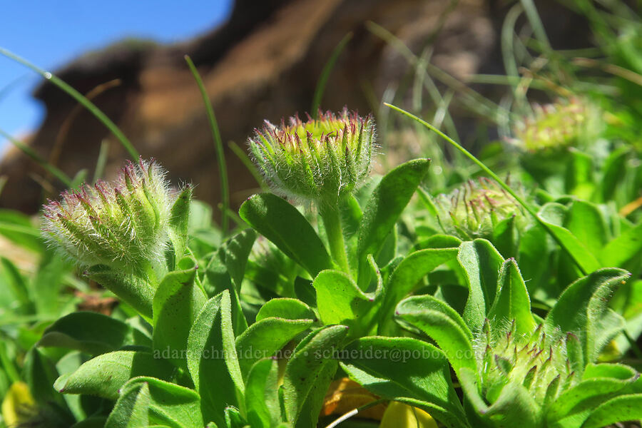 seaside daisy, budding (Erigeron glaucus) [Fishing Rock, Fogarty Creek State Recreation Area, Lincoln County, Oregon]