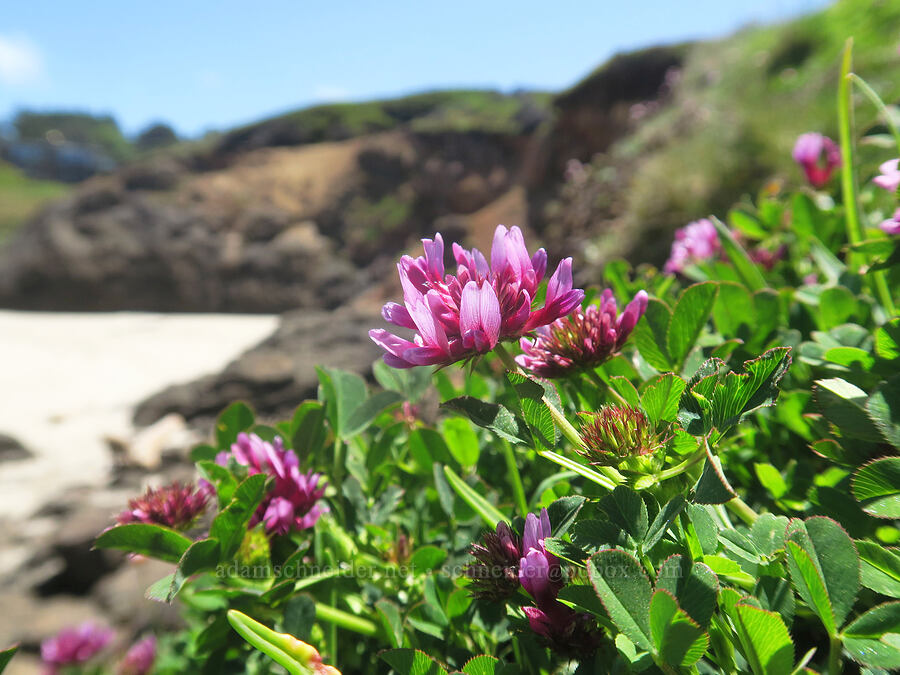 coast clover (Trifolium wormskioldii) [Fishing Rock, Lincoln County, Oregon]