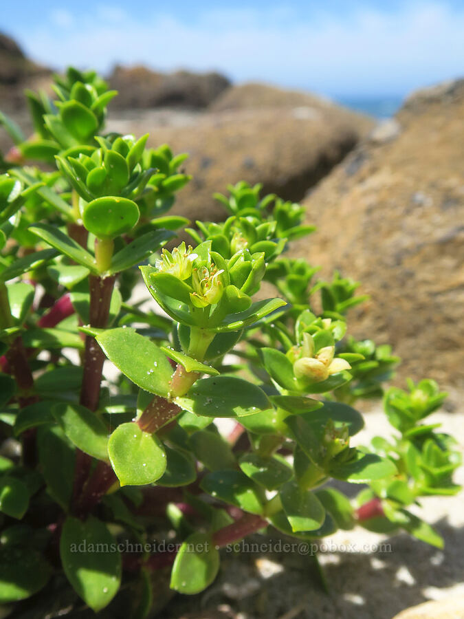 seaside sand-plant (sea-beach sandwort) (Honckenya peploides (Arenaria peploides)) [Fishing Rock, Lincoln County, Oregon]