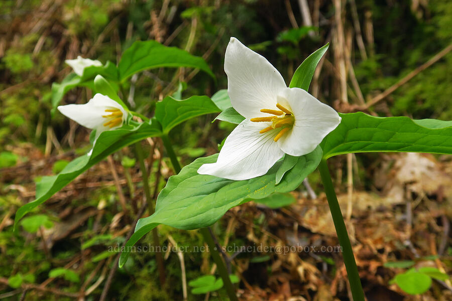 western trillium (Trillium ovatum) [Saint Perpetua Trail, Siuslaw National Forest, Lincoln County, Oregon]