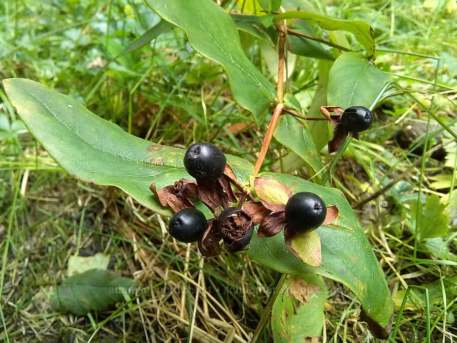 tutsan (shrubby St.-Johns-wort) berries (Hypericum androsaemum) [Woodland Park, Waldport, Lincoln County, Oregon]