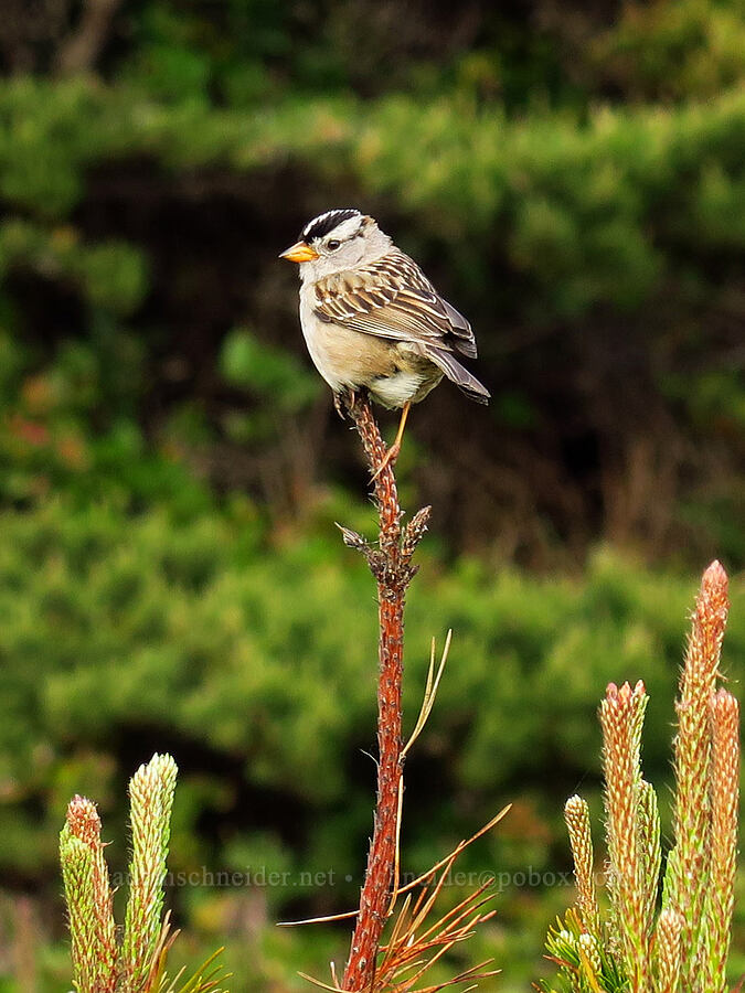 white-crowned sparrow (Zonotrichia leucophrys) [Ocean Terrace Condominiums, Lincoln City, Lincoln County, Oregon]
