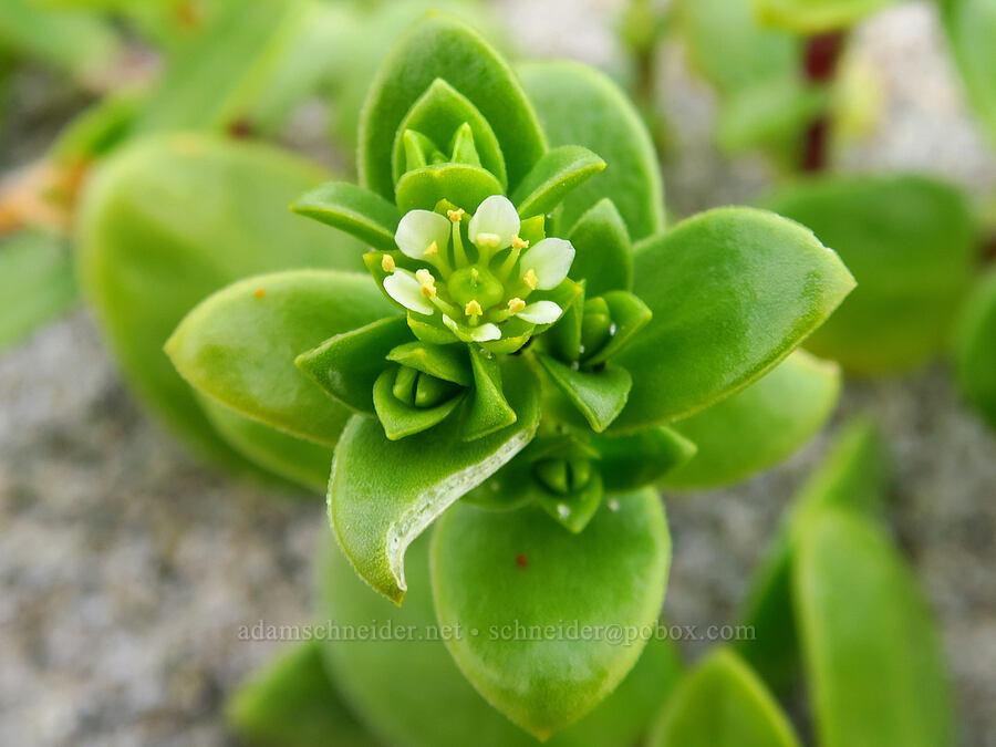 seaside sand-plant (sea-beach sandwort) (Honckenya peploides (Arenaria peploides)) [Ocean Terrace Condominiums, Lincoln City, Lincoln County, Oregon]