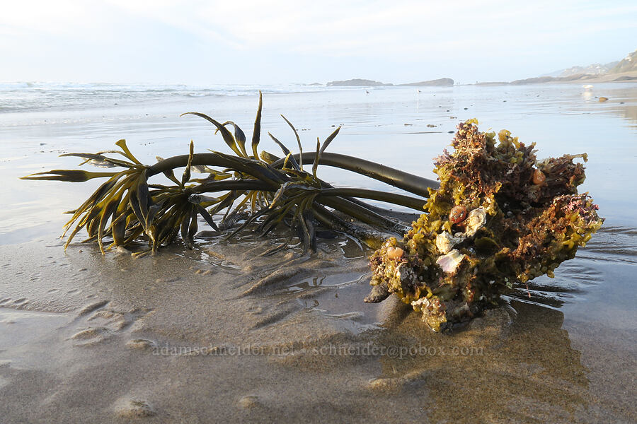 washed-up sea-palms (Postelsia palmaeformis) [Spanish Head, Lincoln City, Lincoln County, Oregon]