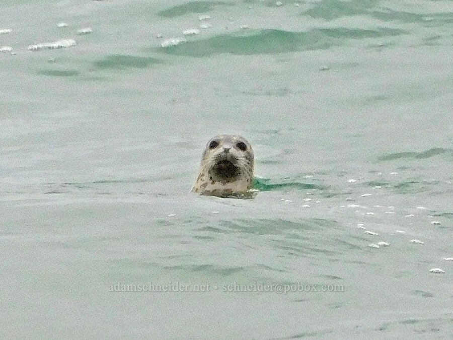 harbor seal (Phoca vitulina) [Ocean Terrace Condominiums, Lincoln City, Lincoln County, Oregon]