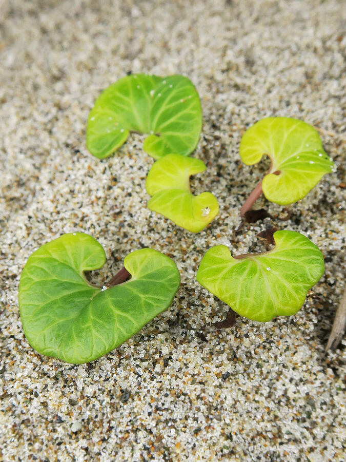 coast morning-glory leaves (Calystegia soldanella (Convolvulus soldanella)) [Taft Beach Access, Lincoln City, Lincoln County, Oregon]