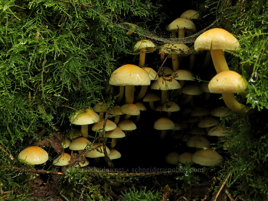 mushrooms (Hypholoma sp.) [Fogarty Creek State Recreation Area, Lincoln County, Oregon]