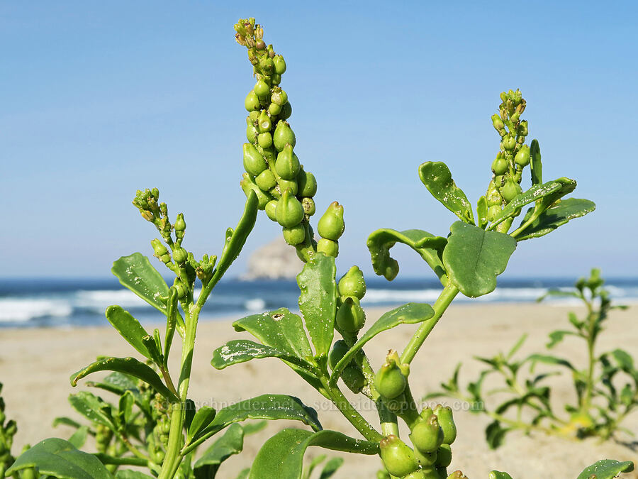 American sea-rocket fruits (Cakile edentula) [Bob Straub State Park, Tillamook County, Oregon]