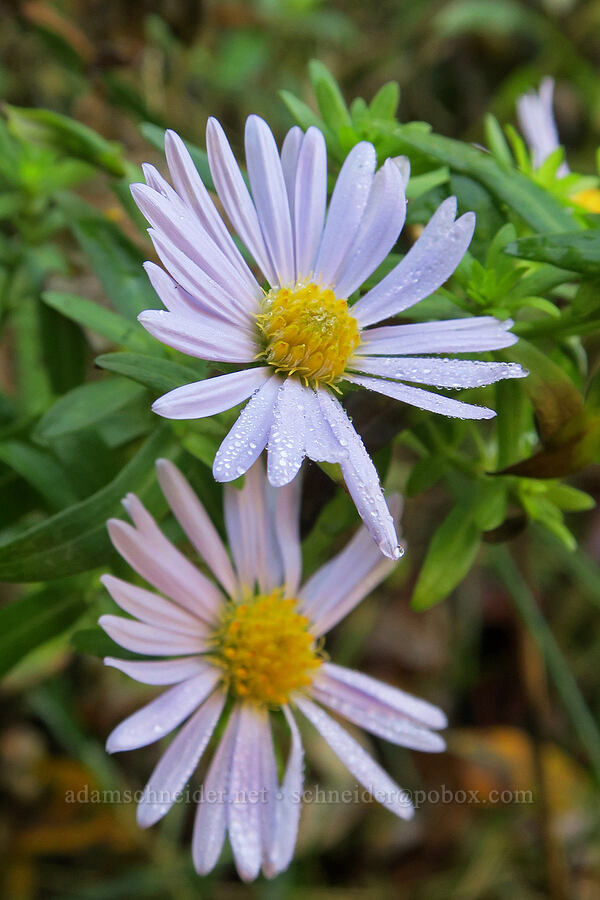 Pacific aster (Symphyotrichum chilense (Aster chilensis)) [McPhillips Beach, Tillamook County, Oregon]