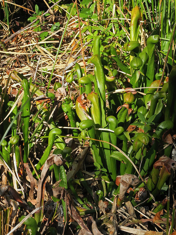 California pitcher plants (Darlingtonia californica) [Sand Lake Habitat Preserve, Tillamook County, Oregon]