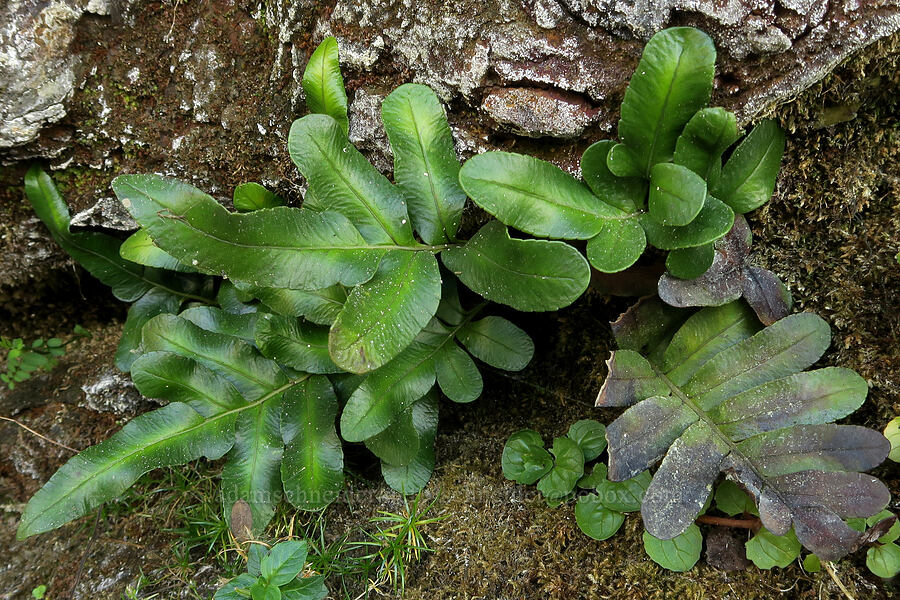 leathery polypody fern (Polypodium scouleri) [Short Beach, Tillamook County, Oregon]