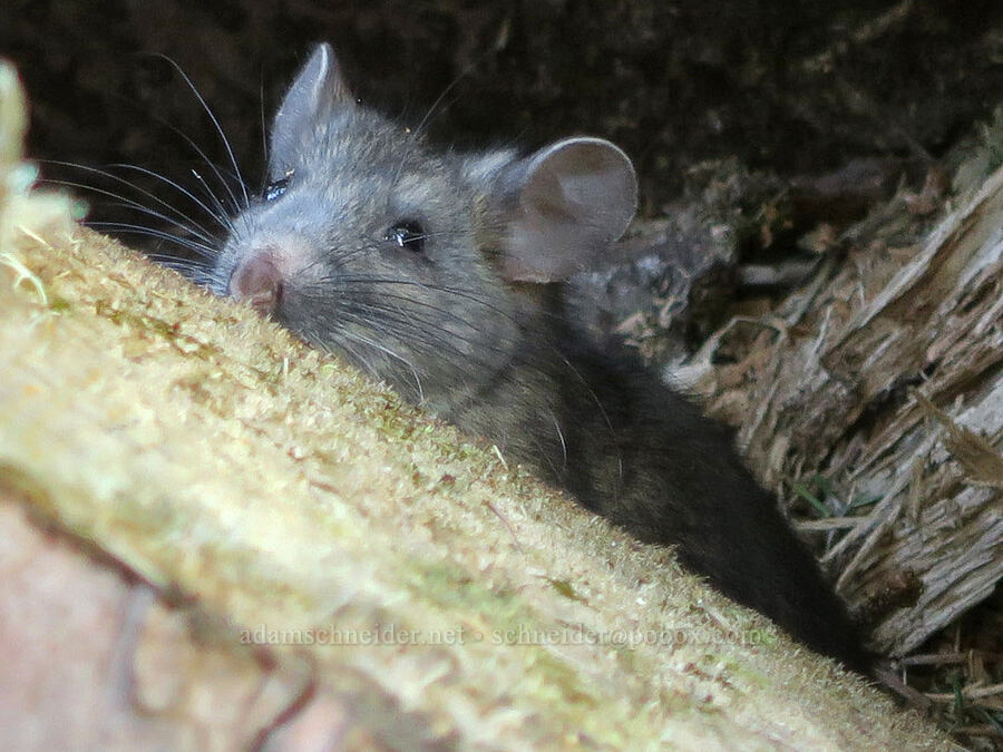 bushy-tailed woodrat (Neotoma cinerea) [Cape Meares State Scenic Viewpoint, Tillamook County, Oregon]