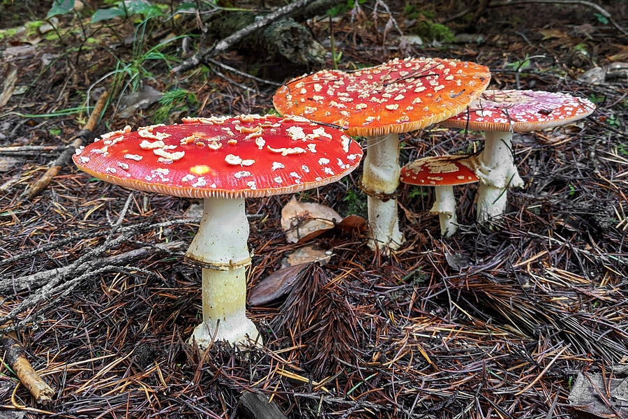 fly agaric mushrooms (Amanita muscaria) [Crestline Park, Waldport, Skamania County, Oregon]