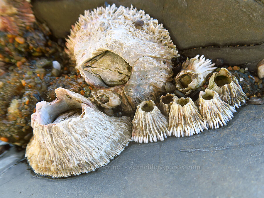 barnacles [Spanish Head, Lincoln City, Lincoln County, Oregon]