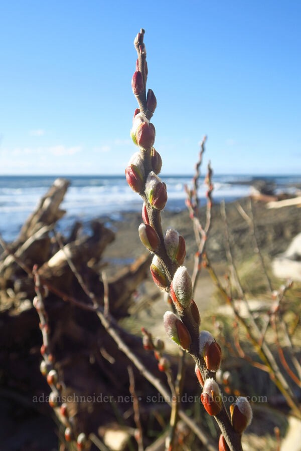 willow buds (Salix sp.) [Spanish Head, Lincoln City, Lincoln County, Oregon]