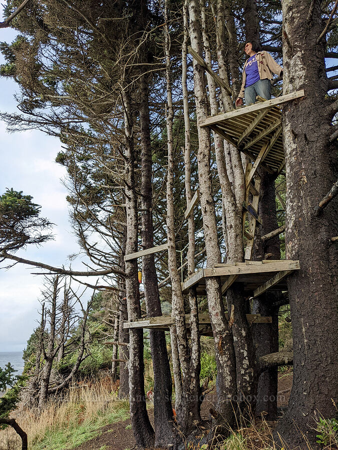 treehouse [Cape Foulweather, Lincoln County, Oregon]